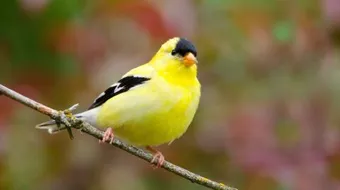 تربية طائر الحسون