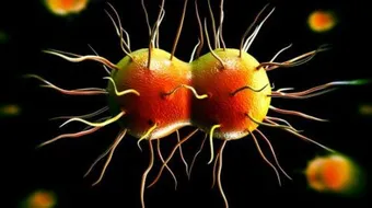 السيلان في الاناث