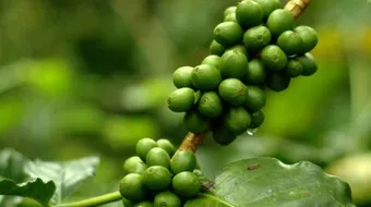 حبوب القهوة الخضراء