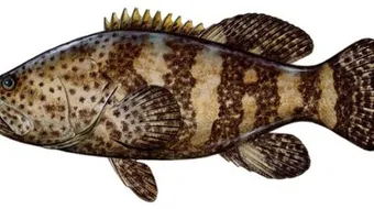 طريقة صيد الهامور