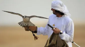 طرق صيد الصقور