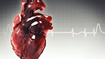 عمل القلب ووظيفته