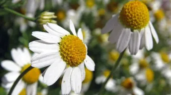 أعشاب لبحة الصوت