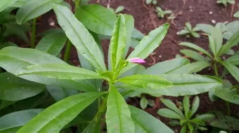 أعشاب تنشط الذاكرة وتقويتها