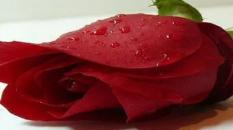 عبارات صادقة