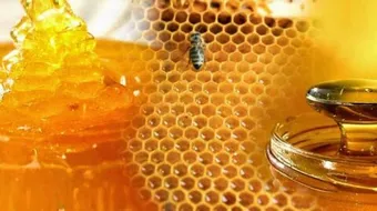 أنواع عسل النحل