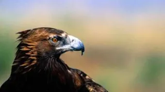 كيف يعيش الصقر