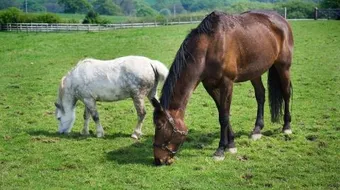 كيف يولد الحصان