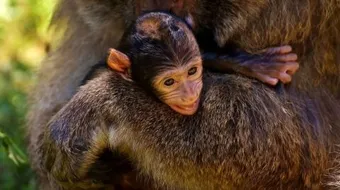 كيف يولد القرد