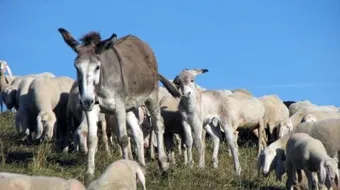 كيف يولد البغل