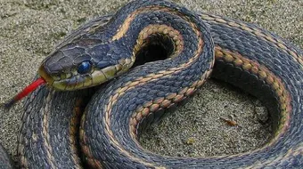 كيف يموت الثعبان