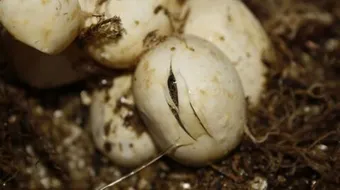 كيف يولد الثعبان