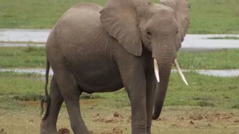 كيف يموت الفيل