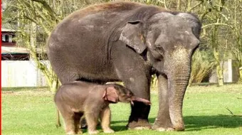 كيف يولد الفيل