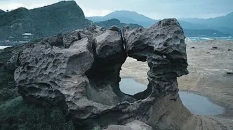 كيف تؤثر الحيوانات في عملية التجوية وتفتت الصخور