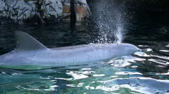 كيف تتنفس الحيوانات