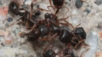 كيف يعيش النمل