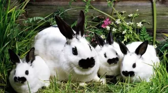 كيف تتم تربية الأرانب