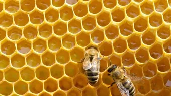 كيف ينتج النحل العسل