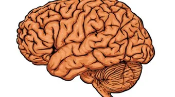 كم يبلغ وزن مخ الإنسان البالغ