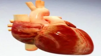 كيف ينتقل الدم خلال القلب