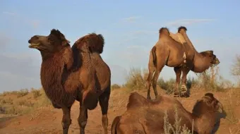 كيف يتكيف الجمل في الصحراء