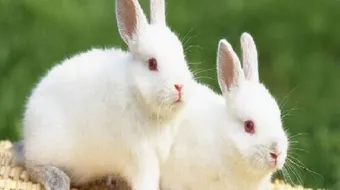 كيف يمكن تربية الأرانب