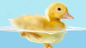 كيف تؤثر الكثافة في قدرة الجسم على الطفو