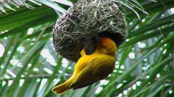 كيف تبني الطيور أعشاشها