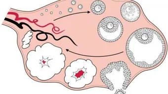 كيف أحسب حملي بالأشهر