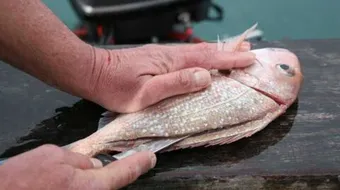 كيف أنظف السمك