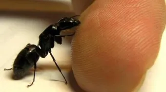 كيف أقضي على النمل في المنزل