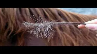 كيف أقضي على تقصف الشعر