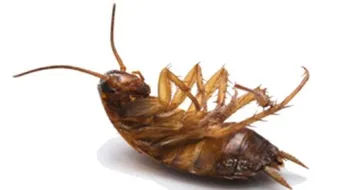 كيف أتخلص من الصراصير