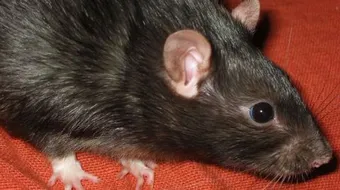 كيف أتخلص من الجرذان