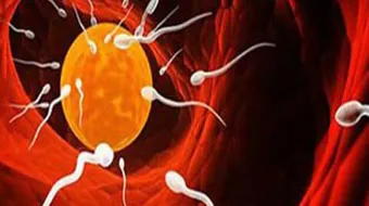 كيف أزيد هرمون الإستروجين