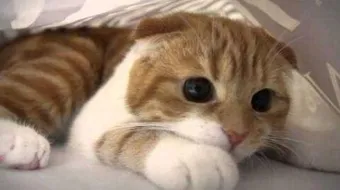 كيف أعرف أن قطتي حامل