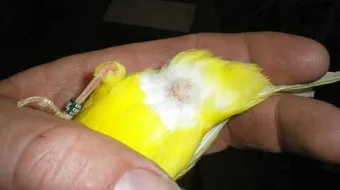 كيف أعرف ذكر الكناري