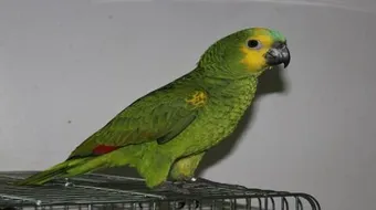 كيف أعلم الببغاء الكلام