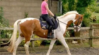 كيف أتعلم ركوب الخيل