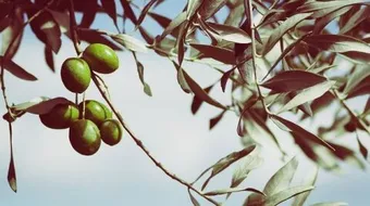 كيف أحب وطني