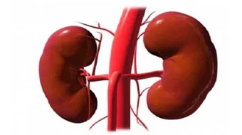 كيف أحافظ على كليتي