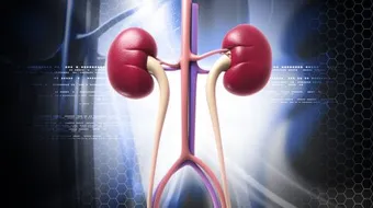 كيف أحافظ على الكلى