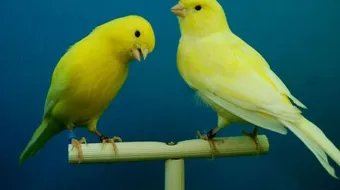 كيف أجعل الكناري يغرد