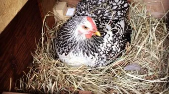 كيف اجعل الدجاج يبيض