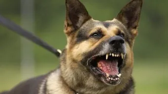 كيف أجعل كلبى شرس