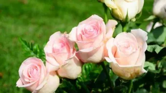 كيف أحافظ على الورد