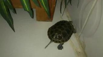 كيف أربي سلحفاة