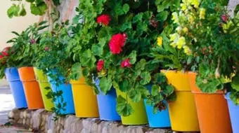 كيف أعتني بالنباتات المنزلية