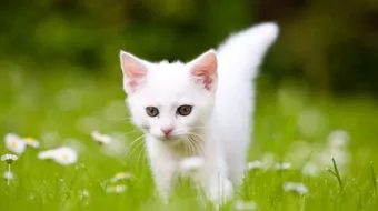 كيف أعتني بقطتي